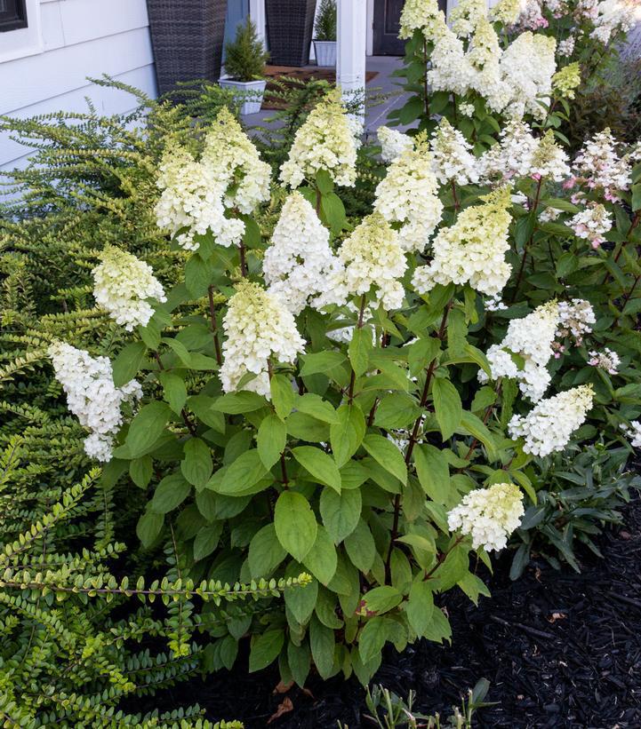 3G Hydrangea pan. Moonrock® ('Kolmakilima') Moonrock® Hydrangea: Patent PP29,853 1010002