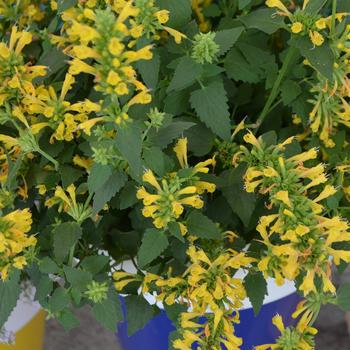 8" Agastache Kudos™ Yellow Kudos™ Yellow Hummingbird Mint: Patent PP26,563 (Anise Hyssop) 1010829