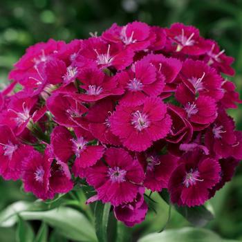 1G Dianthus 'Barbarini Purple' (Sweet William) 1003786