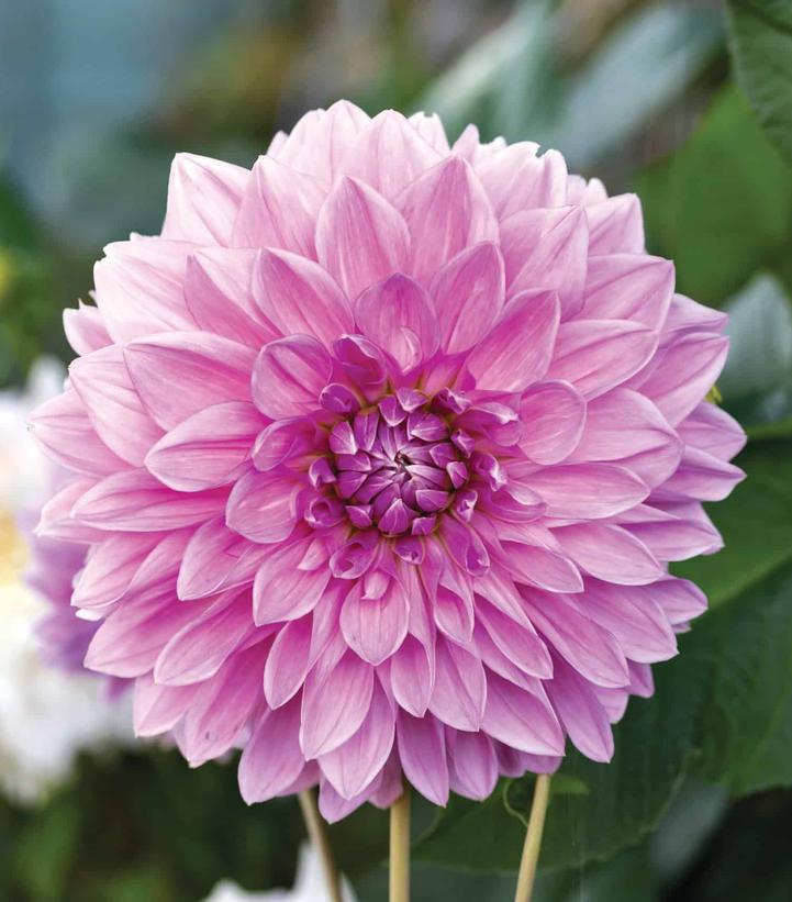 12" DAHLIA `LAVENDER PERFECTION` Dahlia Lavender Perfection 1015516