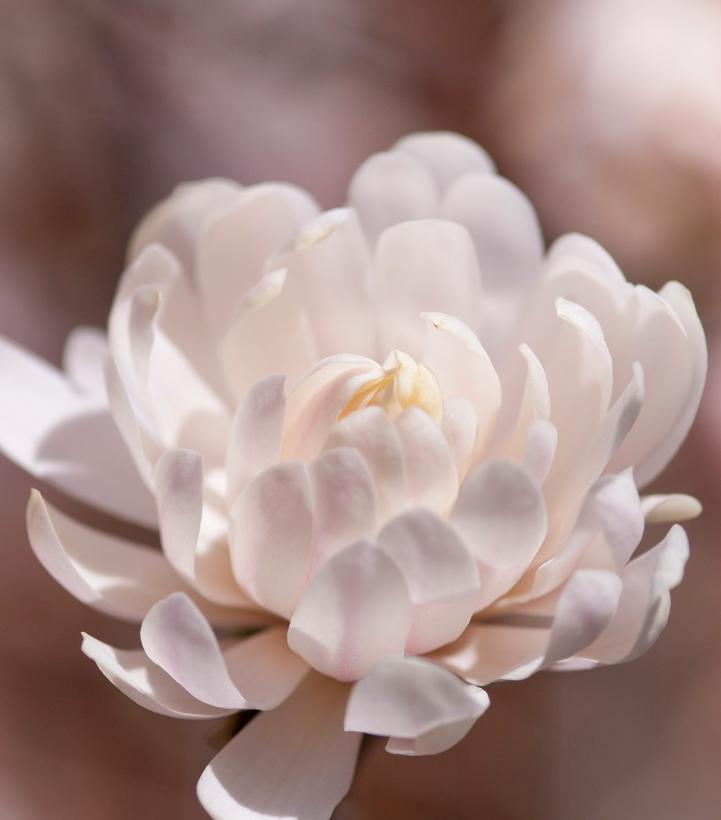 7G Magnolia stella 'Centennial Blush' Centennila Blush™ Magnolia