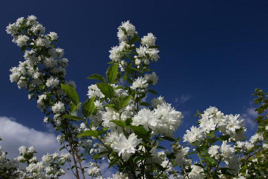 3G Philadelphus Buckleys Quill Buckleys Quill (Mock Orange)