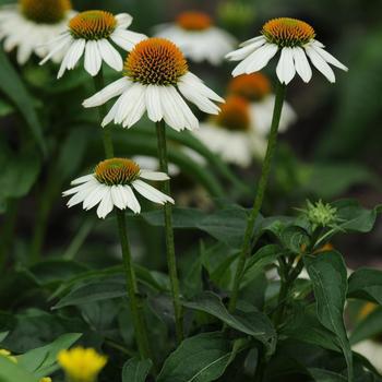 1G Echinacea Pow Wow® White ('PAS702918') Pow Wow® White Coneflower 1005310