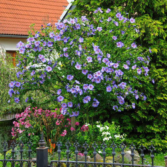 7G HIBISCUS SYR. 'AZURRI BLUE Satin' Treeform Azurri Blue Satin® Rose of Sharon: Patent PP20,563 1009243