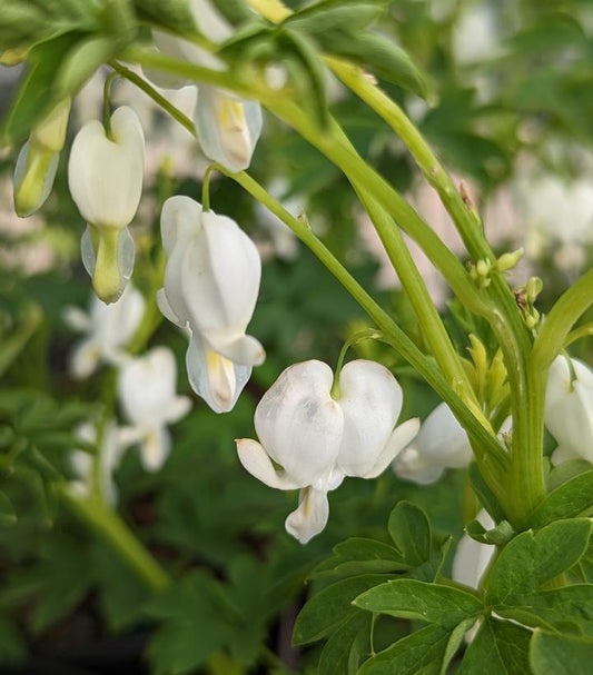 1G Dicentra spectabilis 'Alba' White Bleeding Heart 1000476