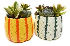 5" Gourd Pot Planter w/succulent