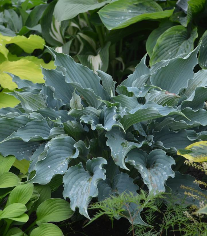 1G Hosta hybrid Shadowland 'Waterslide' Shadowland® Waterslide hosta: Patent PPAF 1009717 PRDS