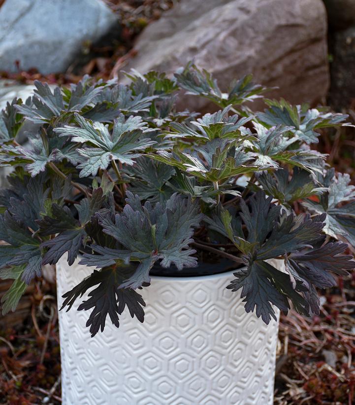 1G Geranium pratense 'Boom Chocolatta' Boom Chocolatta Hardy Geranium (Cranesbill): Patent PPAF 1013793