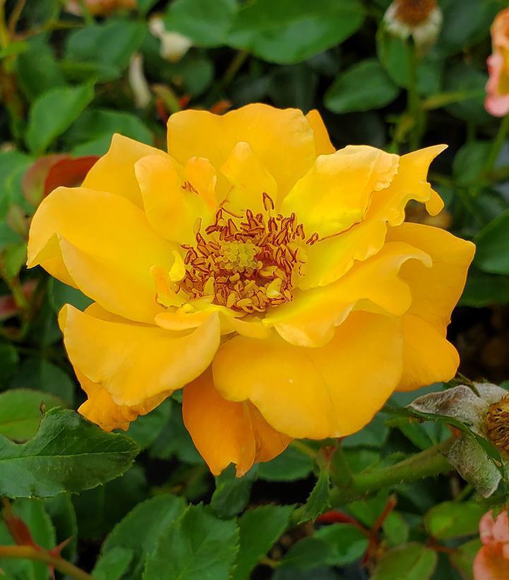 3G Rosa x 'Suñorita' Suñorita® Landscape Rose: Patent PP31,005