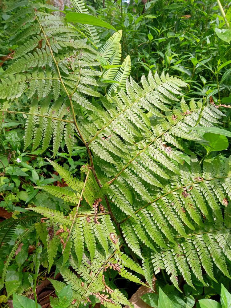 1G Dryopteris marginalis Leather Wood Fern 1001013