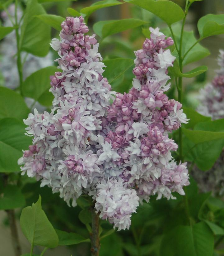 5G Syringa 'Equinox Valley' Equinox Valley Lilac