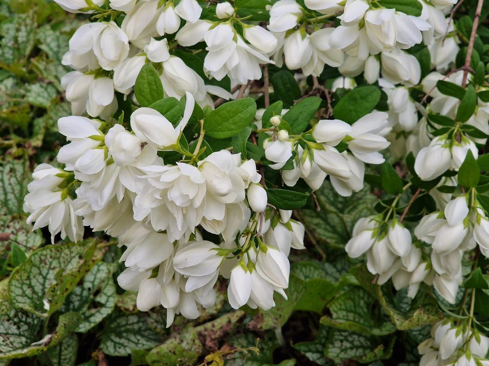 3G Philadelphus 'Snowbelle' Snowbelle Mockorange 1005739