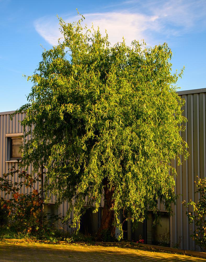 15G Salix  Matsudana X  Golden Curls (Curly Willow) 'Golden Curls' Willow 1014629