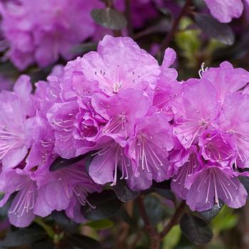 3G Rhododendron X 'Amy Cotta' (Evergreen) 1007075 PW