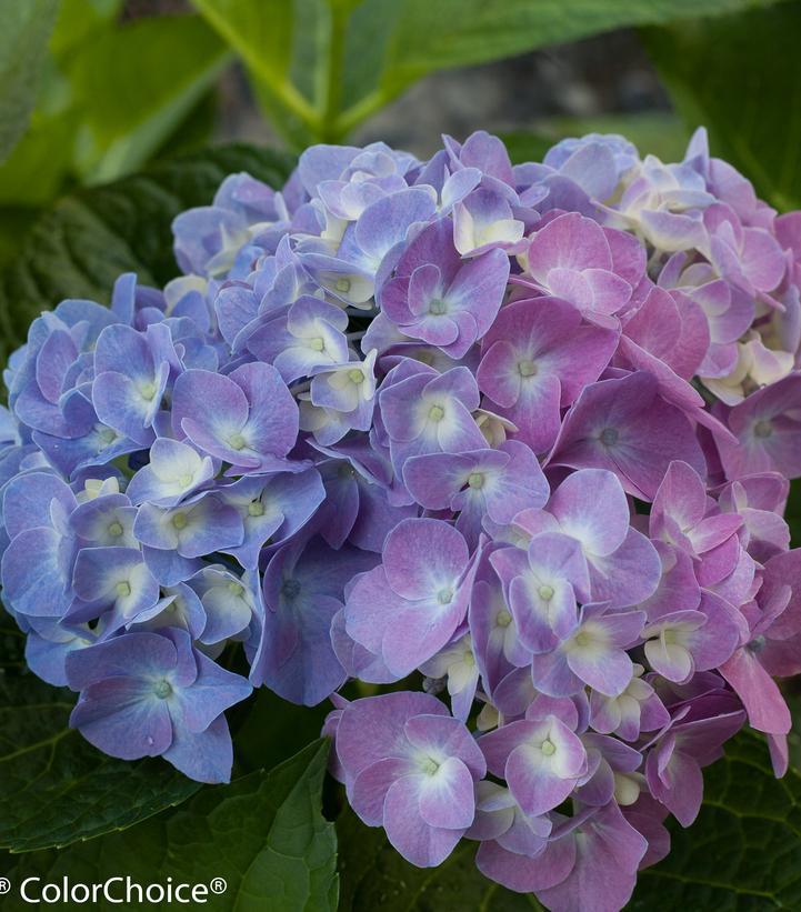 3G Hydrangea mac. 'Let's Dance' Blue Jangles® Let's Dance® Blue Jangles® Reblooming hydrangea: Patent PPAF Mophead 1007295