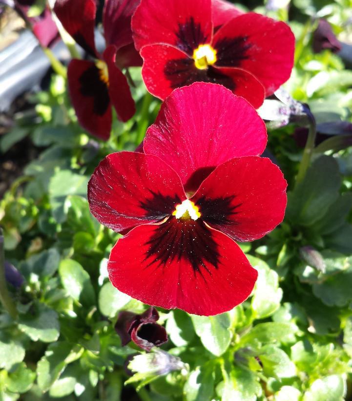 1G Viola Penny™ 'Red Blotch' Red Blotch Pansy 1008115