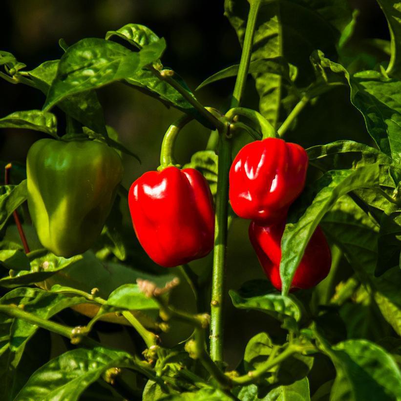 1G Pepper 'Red Habanero' (Hot) Red Habanero Hot Pepper 1004978