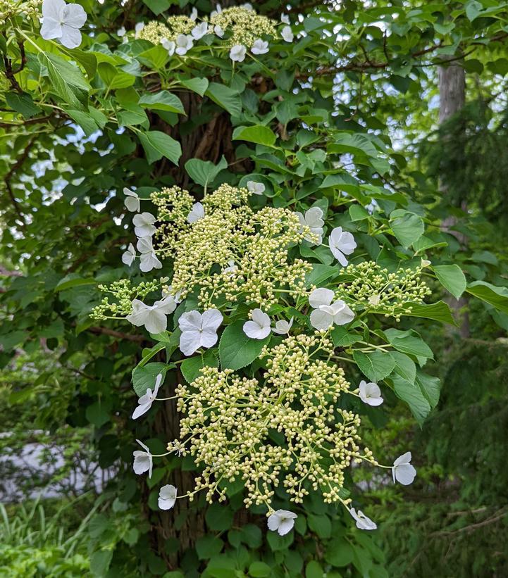 7G HYDRANGEA ANOMALA PETIOLARIS Climbing Hydrangea 1002556