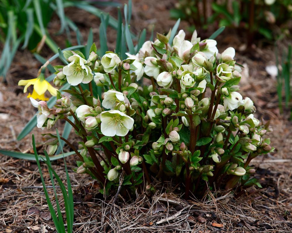 8" Helleborus Frostkiss® 'Molly's White' Molly's White Lenten Rose: Patent PP25,685 1009832