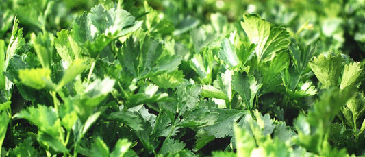 4" Herb - Cilantro