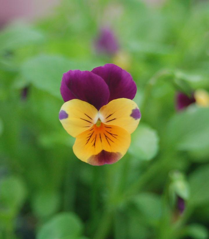 1G Viola Penny™ 'Orange Jump-up' Penny™ Orange Jump-up 1006729