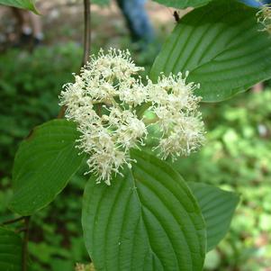 7G Cornus alternifolia Pagoda Dogwood: Patent PP11,287