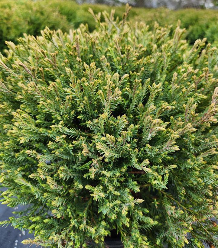 2G Thuja 'Mr. Bowling Ball' ('Bobozam') Mr. Bowling Ball® American Arborvitae 1002376