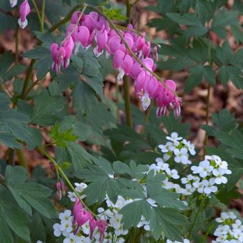 1G Dicentra spectabilis Old Fashioned Bleeding Heart 1000869