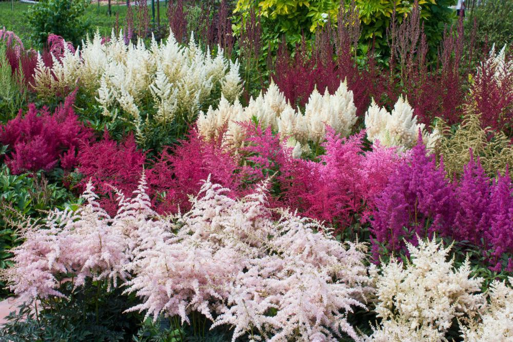 8" Astilbe chinensis 'You and Me Together' (WHITE) You and Me Together® Astilbe: Patent PP32867 1020193