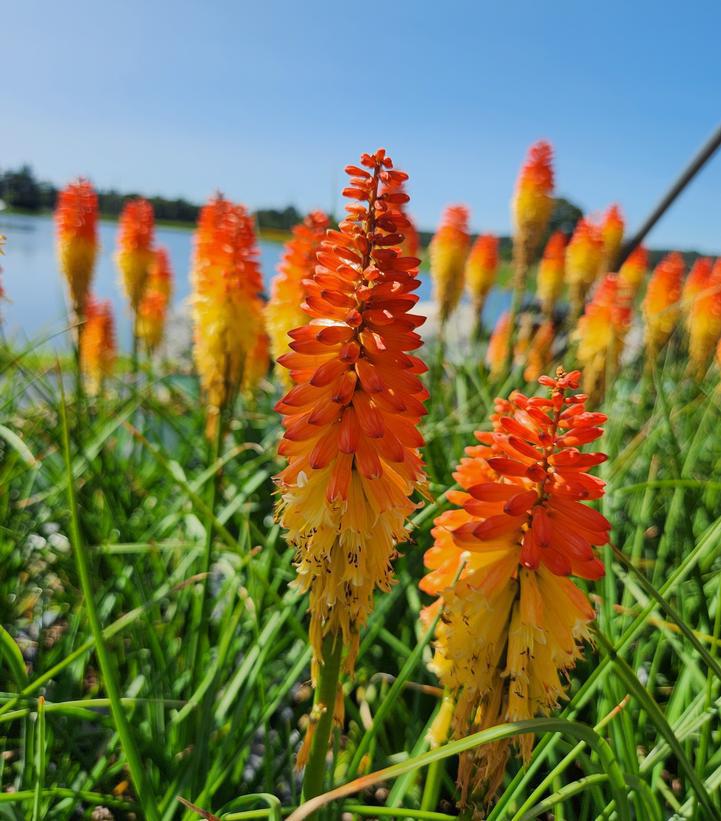 1G Kniphofia Pyromania 'Backdraft' Pyromania® Backdraft Red Hot Poker: Patent PPAF (Torch Lilly) 1010945