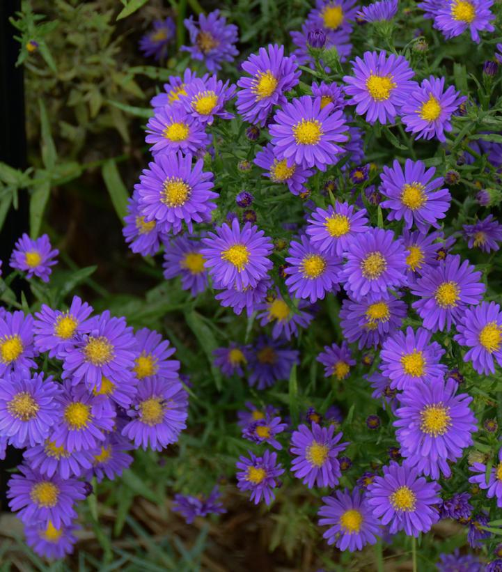 2G Aster 'Kickin Purple' Kickin® Purple Aster 1015396