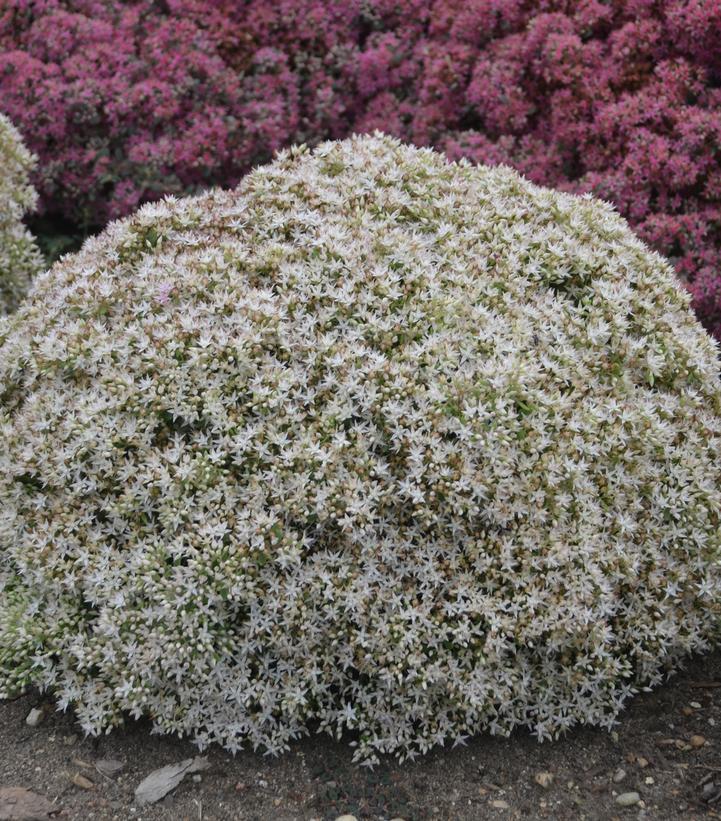 1G Sedum hybrid Rock 'N Grow® 'Bundle of Joy' Rock 'N Grow® Bundle of Joy Stonecrop: Patent PPAF 1010922