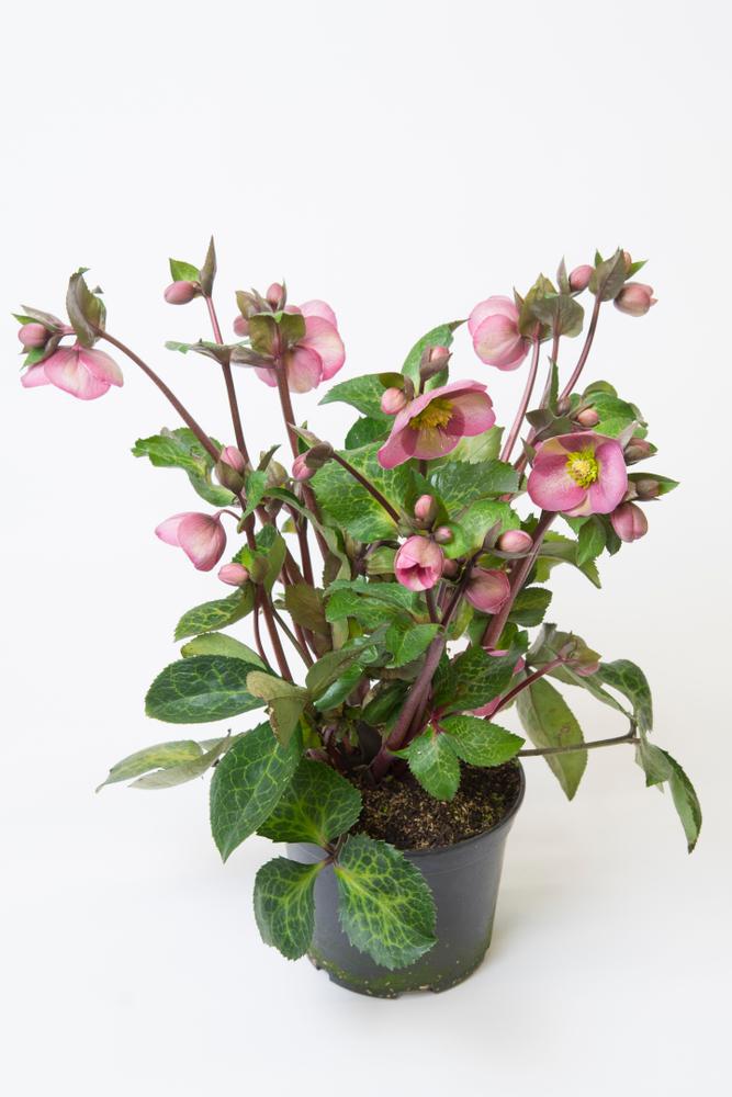 8" Helleborus Frostkiss® 'Pippa's Purple' Pippa's Purple Lenten Rose: Patent PP27,121 1010631