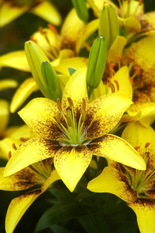 1G Lilium asiatic 'Hot-Spot Yellow' Fantasiatic 'Hot-Spot Yellow' Lily 1015506