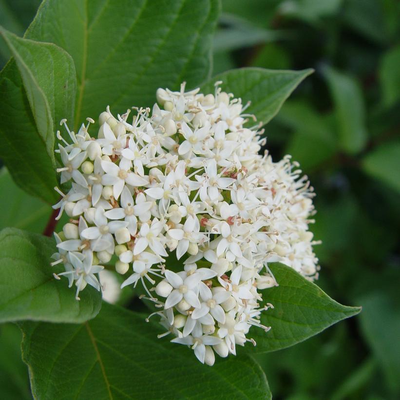 10G BAILEYI CORNUS SERICEA Bailey's Red Twig Dogwood