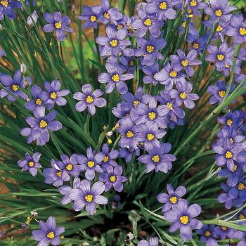 1G Sisyrinchium angust. 'Lucerne' Lucerne Blue-Eyed Grass 1003346