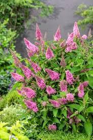 2G BUDDLEIA DAVIDII BUTTERFLY CANDY `LIL TAFFY` 1020788