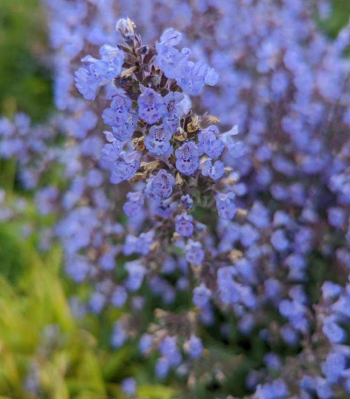 1G Nepeta faassenii 'Purrsian Blue' Purrsian Blue Catmint (Catnip): Patent PP24,788 1006767