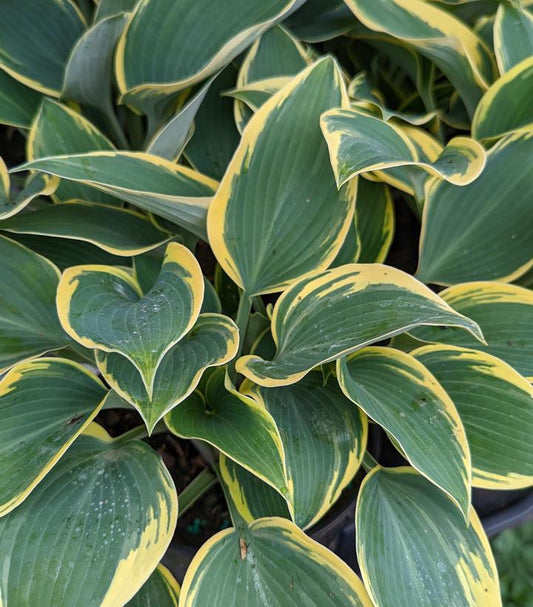 2G Hosta 'First Frost' First Frost Hosta 1008803