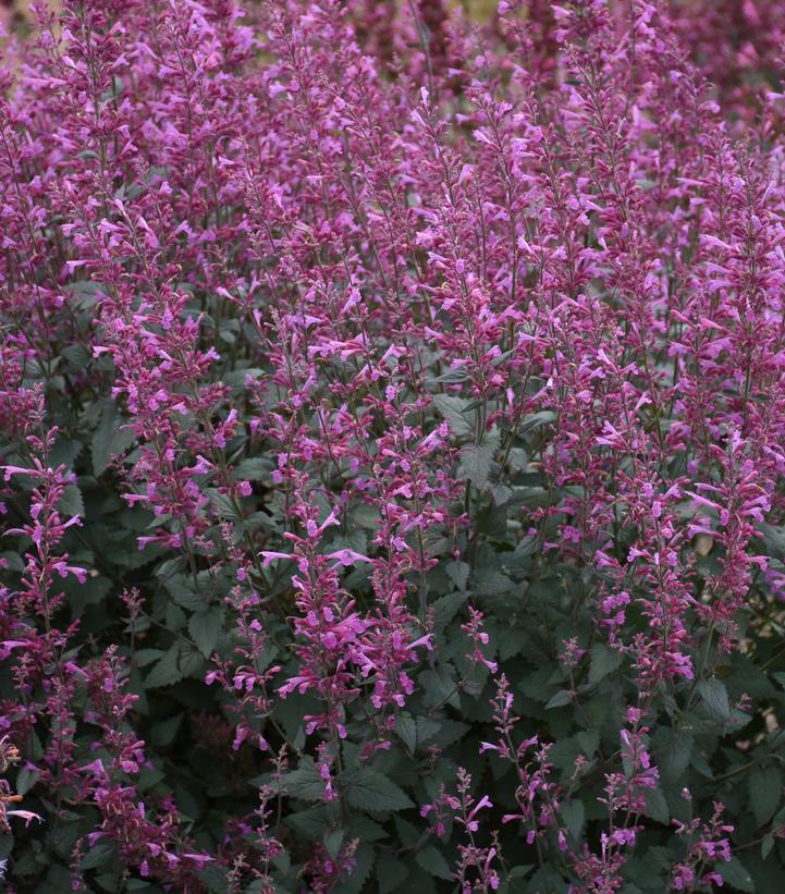 1G AGASTACHE MEANT TO BEE `ROYAL RASPBERRY` (Hummingbird Mint, Hyssops) Anise Hyssop: Patent PP 34,910 1015273