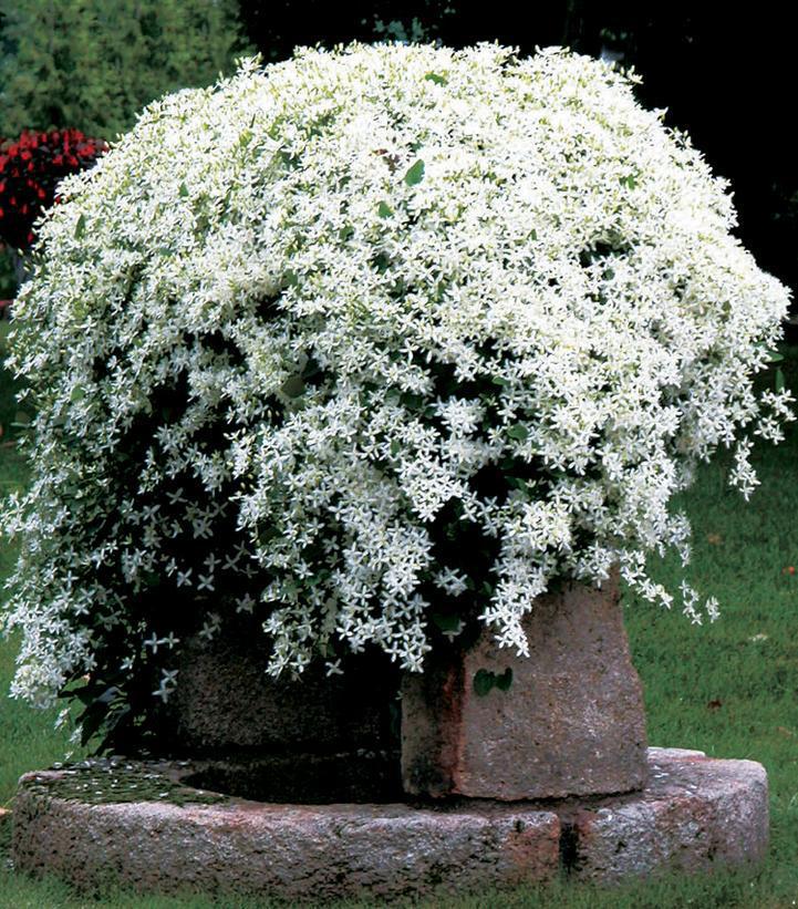 3G Clematis Paniculata - White -  1001953