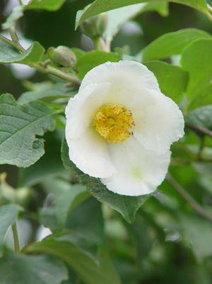 7G STEWARTIA PSEUDOCAMELLIA Japanese Stewartia 1000733