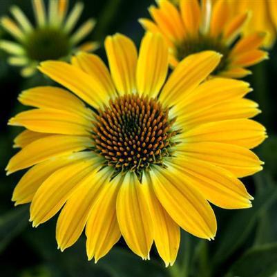 8" Echinacea x hybrida Sombrero 'Summer Solstice' ('Balsomsolst') Sombrero® Summer Solstice Coneflower 1012060