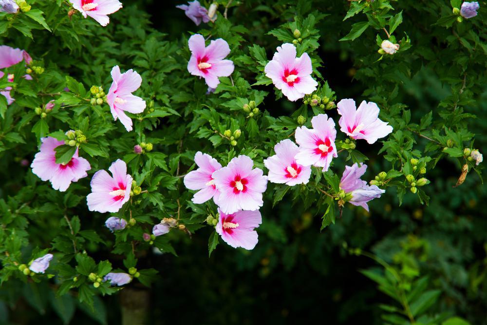 2G Hibiscus syriacus Lil' Kim® Red ('SHIMRR38') Lil' Kim® Red Rose of Sharon: Patent PP27,195 1007450