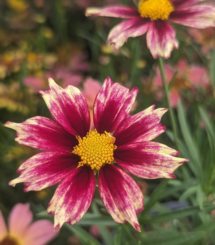 2G Coreopsis Li'l Bang 'Starlight' Tickseed Starlight: Patent PP28,005 1010853