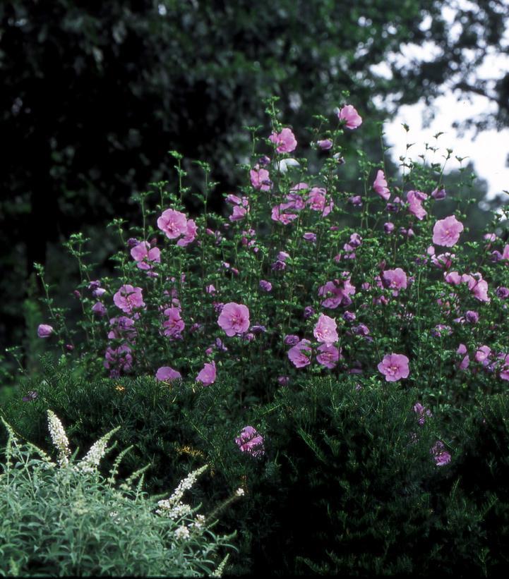 5G Hibiscus syriacus 'Lavender Chiffon' ('Notwoodone') Lavender Chiffon® Rose of Sharon: Patent PP12,619 1004253