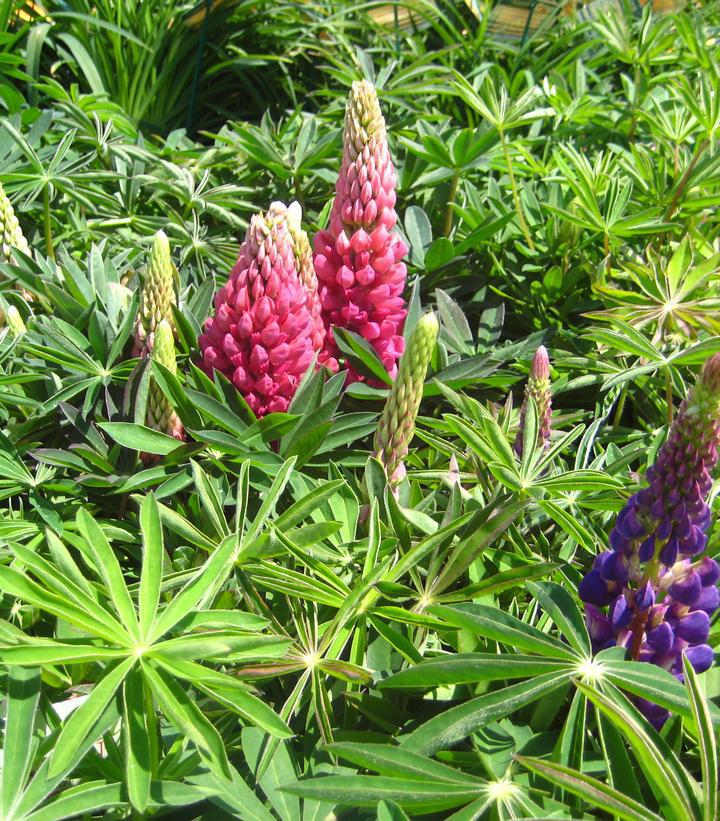 1G Lupinus 'Russell Hybrids Mix' Russell Hybrids Lupine 1000931