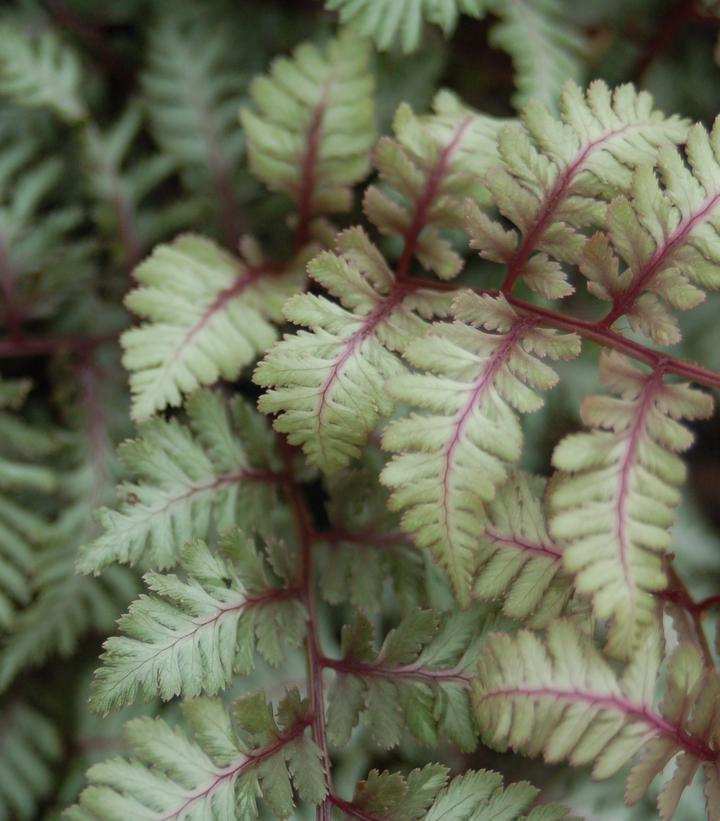 2G Athyrium nipponicum var. Pictum Japanese Painted Fern 1001390