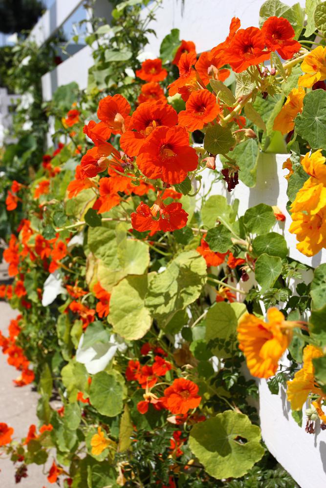 1G Tropaeolum majus 'Alaska Mix' Alaska Mix Nasturtium 1003896