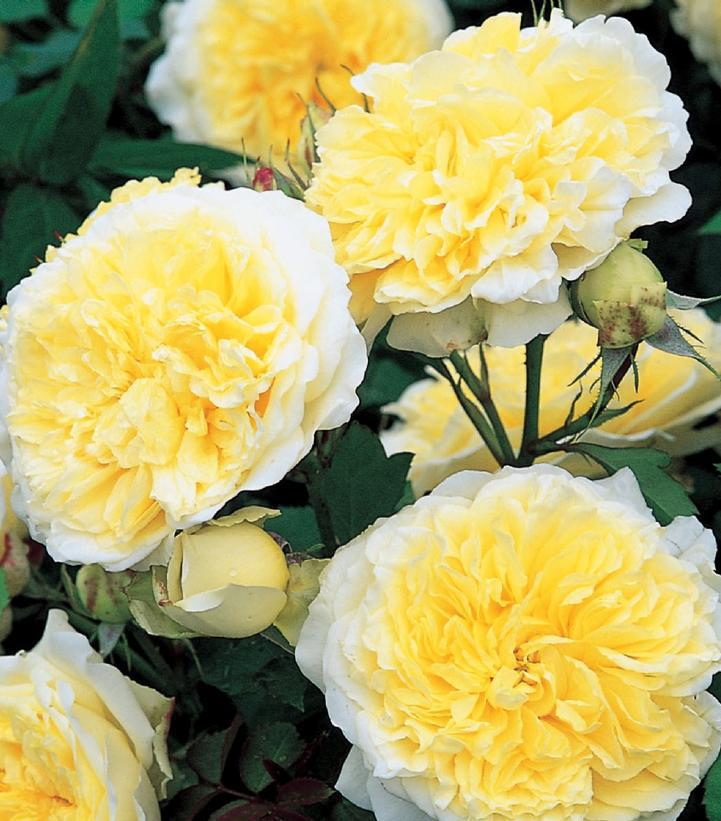 3G ROSA `THE PILGRIM` The PIlgrim Climbing Rose 1007553